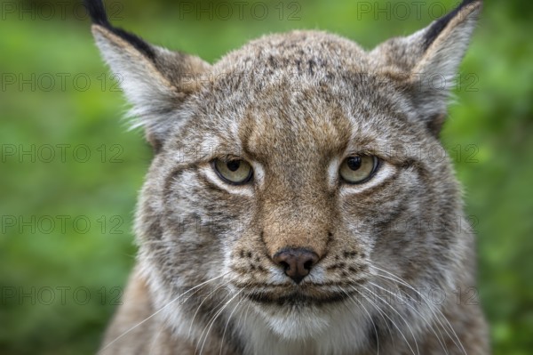 Eurasian lynx (Lynx lynx), close-up portrait in forest, wood