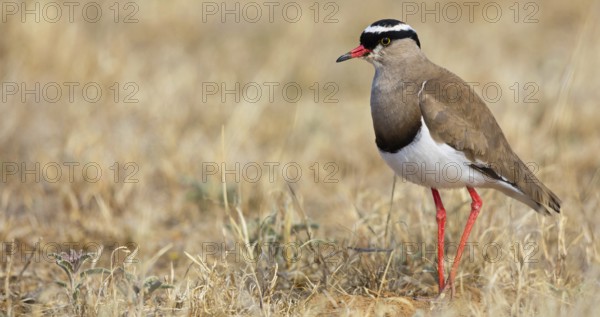 Crowned Lapwing, (Vanellus coronatu), Wakkerstrom surroundings, Wakkerstrom, Mpumalanga, South Africa, Africa