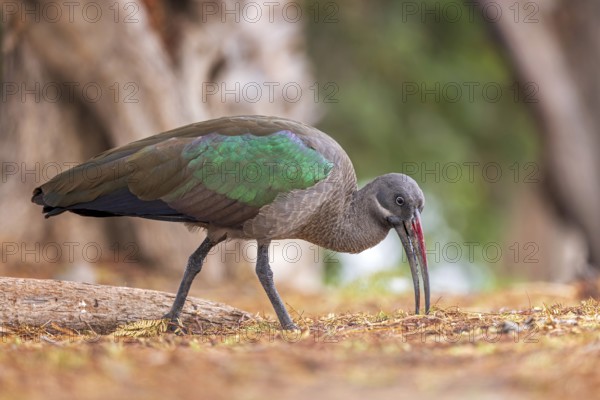 Hadada ibis (Bostrychia hagedash) Family of ibises and spoonbills, foraging, poking in the ground, habitat, Fuerteventura, Spain, Europe