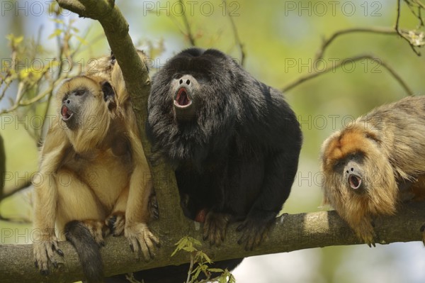 Black howler (Alouatta caraya), male and female calling, captive, occurring in South America