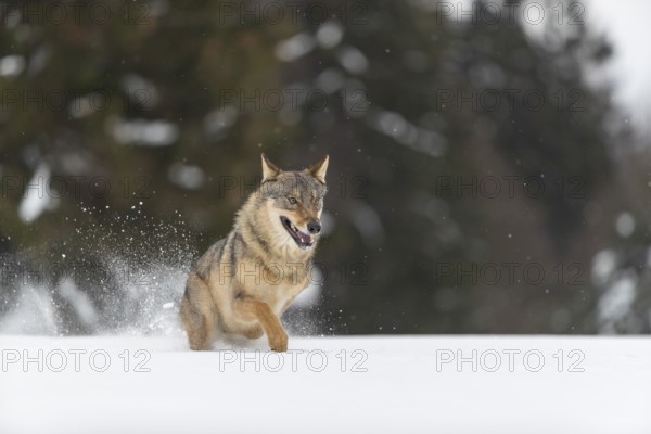 One male eurasian gray wolf (Canis lupus lupus) running thru deep snow with a forest in the background