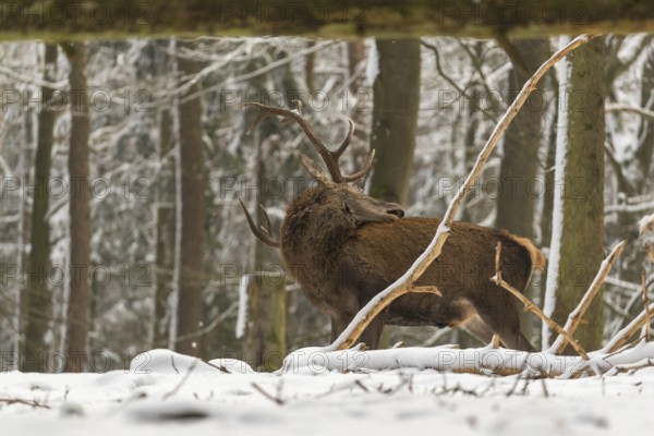 One Red Deer stag standing in a snow covered dense forest in winter
