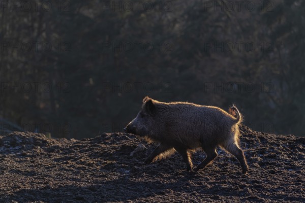 One wild boar or wild pig (Sus scrofa) walking over an opening. Strong backlit condition