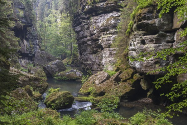 Flowing water with ferns and rocks in the Wild Gorge, river Kamnitz, Hrensko, Ustecky kraj, Czech Republic, Europe