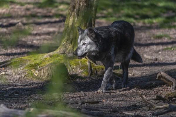 One Timberwolf, Canis lupus lycaon, walking through a forest Trees and green grass in the background