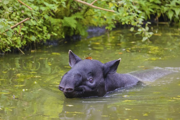 A Malayan tapir (Acrocodia indica) swims in a river. Dense riparian vegetation is in the background