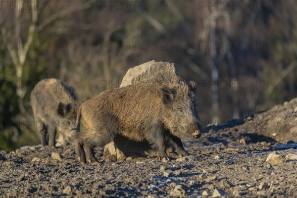 One wild boar or wild pig (Sus scrofa), scratching himself at a big stone. Early morning light