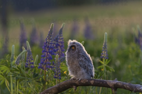 One young long-eared owl (Asio otus), sitting on a branch that is lying in a field of flowering lupines. Backlit scene