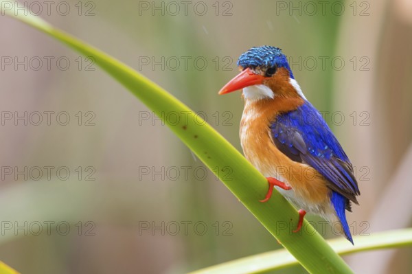 Crested Kingfisher, Corythohrnis cristatus, (Alcedo cristata), Kingfisher family, Malachite Kingfisher, Janjabureh boat trip, Janjabureh, South Bank, Gambia, Africa
