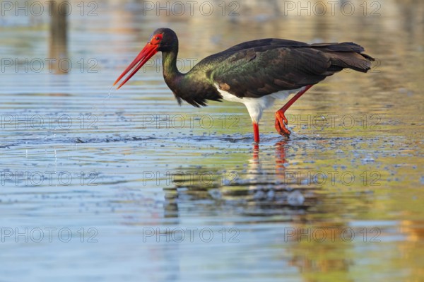 Black stork (Ciconia nigra), searching for food in the water, Lesbos Island, Greece, Europe
