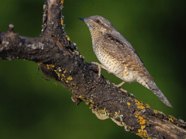 Wryneck on perch, (Jynx torquilla), Ormoz area, Ormoz, Podravska, Slovenia, Europe