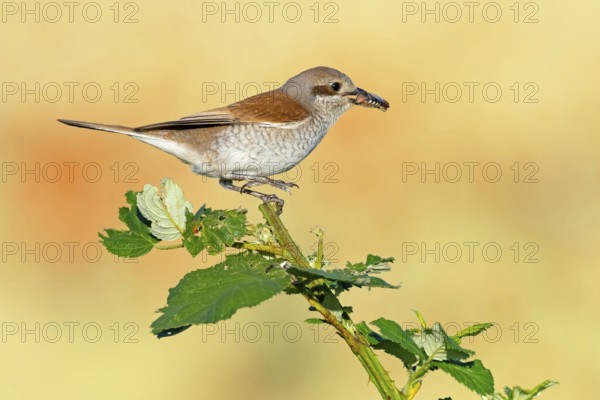 Red-backed shrike (Lanius collurio), female with prey, Hockenheim, Baden-Württemberg, Germany, Europe