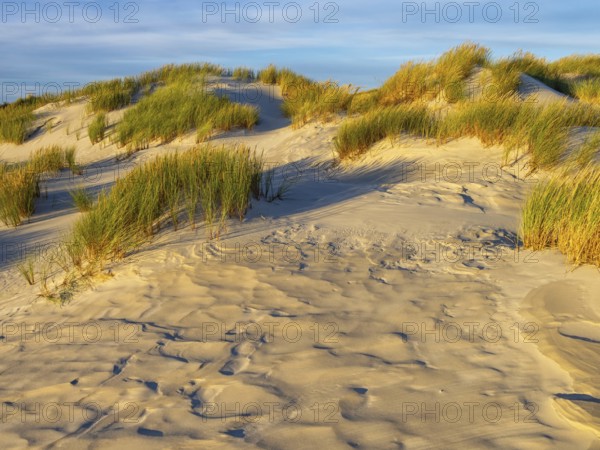 Amrum Island, landscape Germany, dune, dunes, grass, structure, form, vegetation, Amrum, Amrum Island, Schleswig-Holstein, Germany, Europe