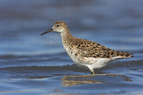 Ruff (Philomachus pugnax), female, Narew, Bialystok, Podlasie, Poland, Europe