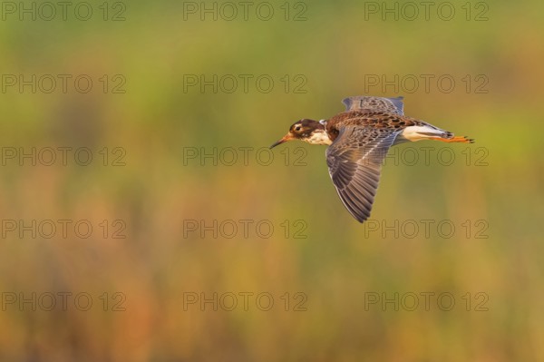 Ruff (Philomachus pugnax), male, flight photo, Narew, Bialystok, Podlasie, Poland, Europe