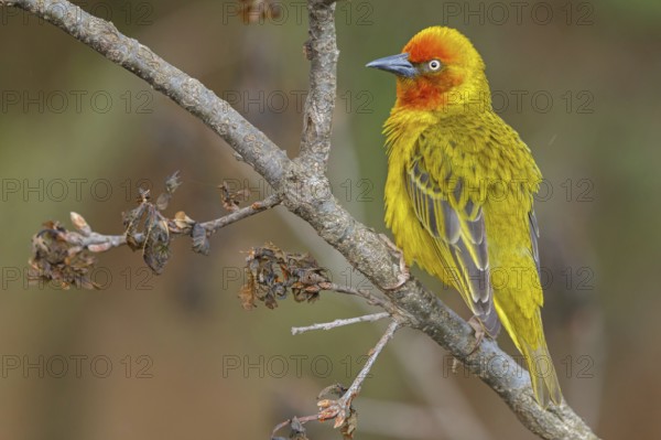 Cape weaver (Ploceus capensis), West Coast National Park, Langebaan, Western Cape, South Africa, Africa