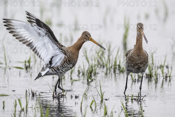 Black-tailed godwits (Limosa limosa), Lower Saxony, Germany, Europe