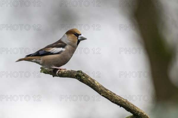 Hawfinch (Coccothraustes coccothraustes), Emsland, Lower Saxony, Germany, Europe