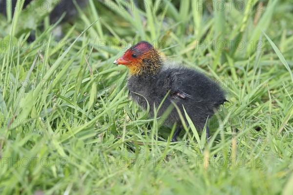 Eurasian Coot, Coot Rail, (Fulica atra), chick in the shore vegetation, Dümmer, Lake Dümmer, Ochsenmoor, Hüde, Lower Saxony, Germany, Europe