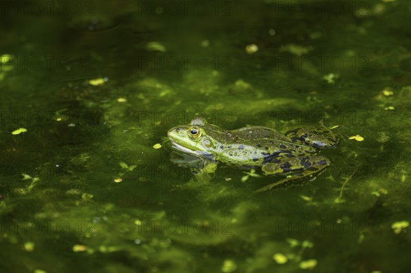 Edible frog (Pelophylax esculentus) in a little lake in the water, Bavaria, Germany, Europe