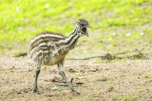 Emu (Dromaius novaehollandiae) youngsters on the ground, Bavaria, Germany, Europe