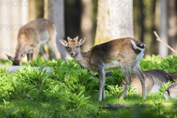 Fallow deer (Dama dama) buck, in a forest, Bavaria, Germany, Europe