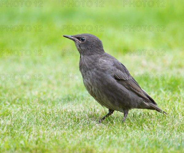 Starling (Sturnus vulgaris), young bird standing on a lawn in the garden, Lower Saxony, Germany, Europe