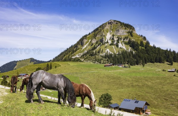 Horses on the Genneralm with Holzeck, Osterhorn group, Salzkammergut, Salzburg province, Austria, Europe