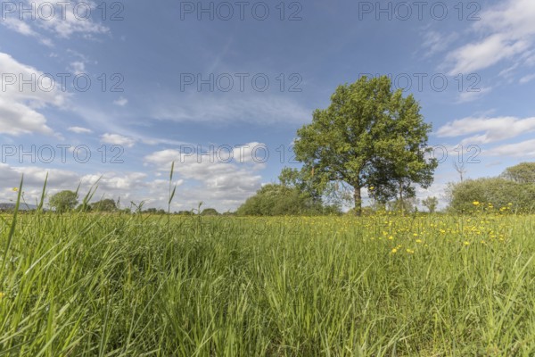 A large tree stands in a field of grass. The sky is clear and blue, with a few clouds scattered about. The scene is peaceful and serene, the tree conveys a sense of calm and serenity. Bas rhin, Alsace, France, Europe
