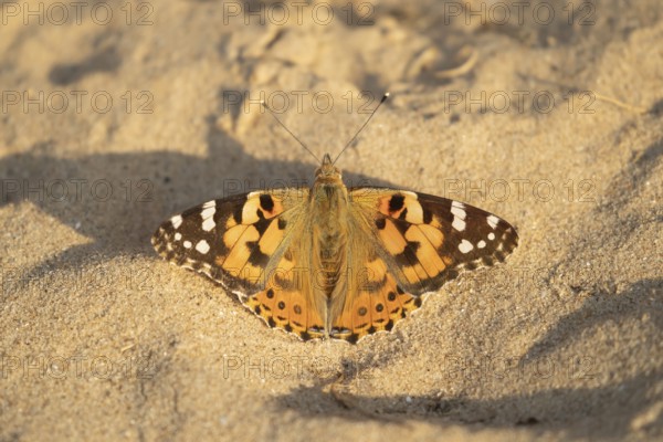 Painted lady butterfly (Vanessa cardui) adult insect resting on a sandy beach in summer, England, United Kingdom, Europe