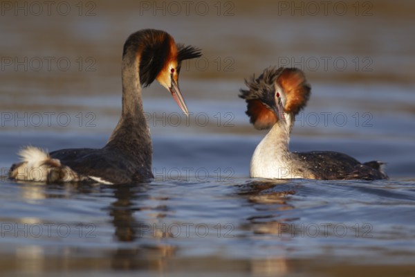 Great crested grebe (Podiceps cristatus) two adult birds performing their courtship love display on a lake in spring, England, United Kingdom, Europe