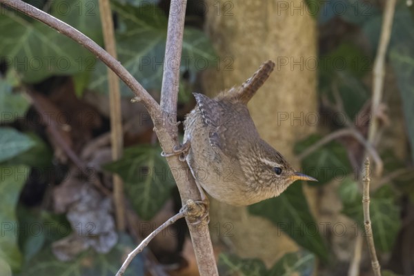 A wren (Troglodytes troglodytes) climbing on a branch, embedded in green foliage, Hesse, Germany, Europe