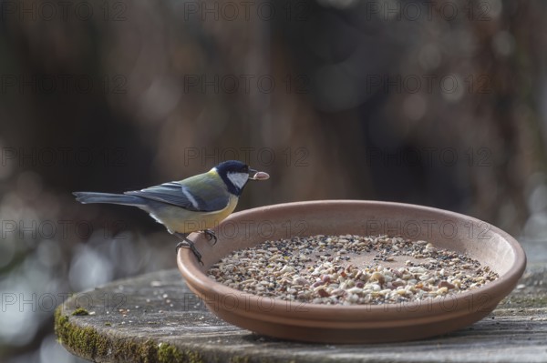 Great tit (Parus major) foraging from a flower bowl, Bavaria, Germany, Europe