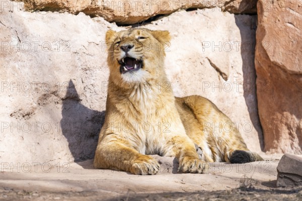 Asiatic lion (Panthera leo persica) on a sunny day in the dessert, captive, habitat in India
