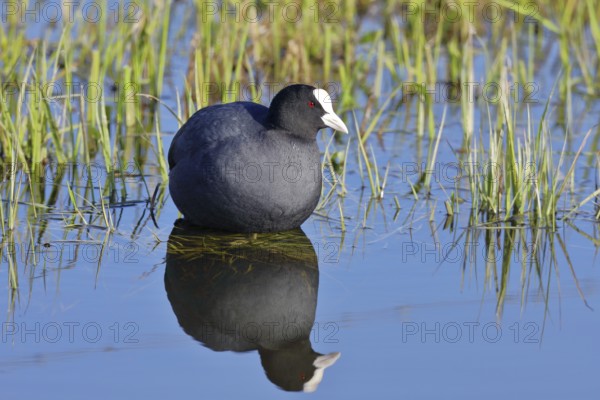 Eurasian Coot (Fulica atra), swimming on the lake shore, with reflection, Lake Dümmer, Lower Saxony, Germany, Europe