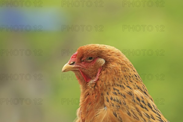 Domestic fowl (Gallus gallus)