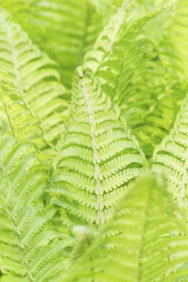 Bright green fern leaves in a botanical garden