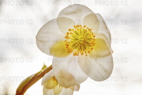 Close-up of a delicate white flower with a yellow centre, radiating a calm and natural beauty, Christmas rose (Helleborus niger)