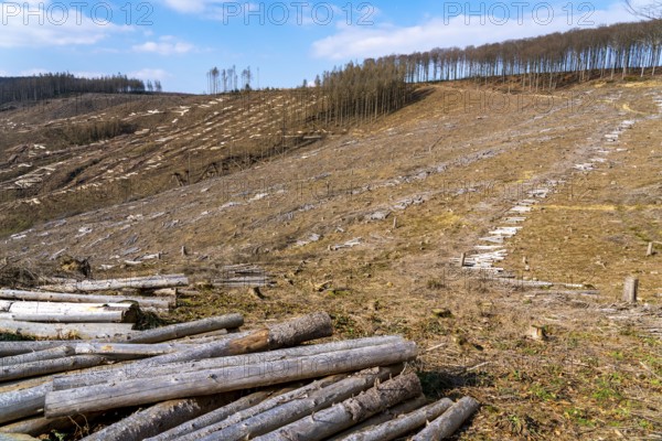 Cleared forest area north of the village of Öventrop, district of Arnsberg, dead spruce stands were felled, dead trees due to bark beetle infestation, Arnsberg Forest, North Rhine-Westphalia, Germany, Europe
