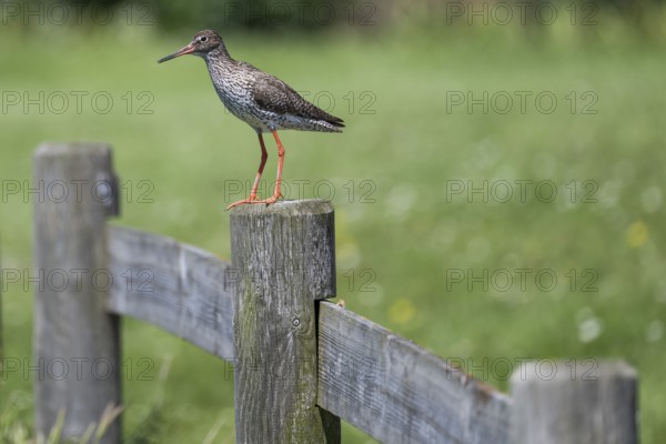 Common redshank (Tringa totanus) sitting on a fence post, Hallig Hooge, Wadden Sea, Schleswig-Holstein, Germany, Europe