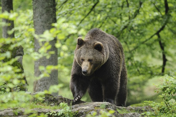 Eurasian brown bear (Ursus arctos arctos) in a forest, Bavarian Forest National Park