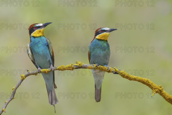Bee-eater (Merops apiaster) pair sitting on a branch, wildlife, courtship display, Lake Neusiedl National Park, Seewinkel, Burgenland, Austria, Europe