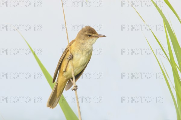 Great Reed Warbler (Acrocephalus arundinaceus), male on thin reed stem, light background, wildlife, migratory birds, songbirds, animals, birds, HANSAG, Lake Neusiedl, Burgenland, Austria, Europe