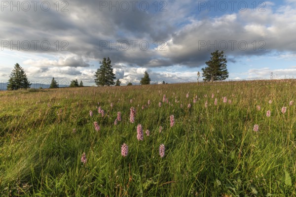 Common Bistorte (Bistorta officinalis) in a high altitude meadow. champ du feu, bas rhin, alsace, grand est, France, Europe