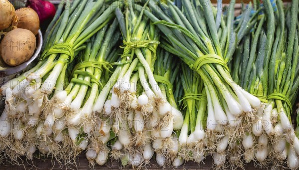 Vegetable, spring onion or spring onion, also known as winter onion, Allium fistulosum, in a bunch at a market stall
