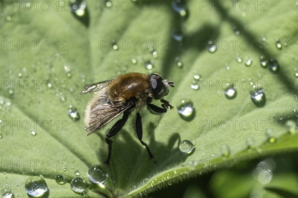Bumblebee hoverfly (Volucella bombylans), Emsland, Lower Saxony, Germany, Europe