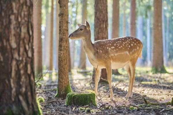 European fallow deer (Dama dama) doe in a forest, Bavaria, Germany, Europe