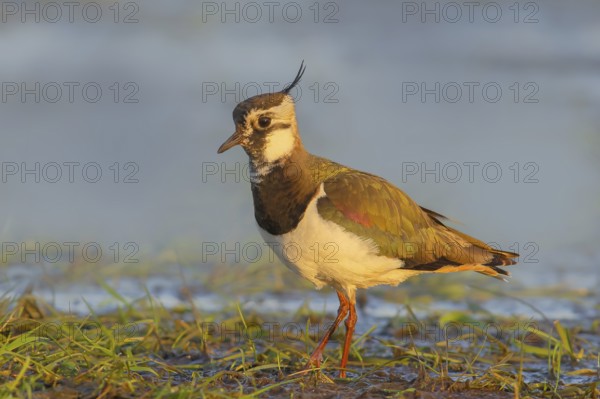 Northern lapwing (Vanellus vanellus), female in a wet meadow, morning light, Dümmer, lake, wildlife, snipe bird, nature photography, Ochsenmoor, Dümmer See, Hüde, Lower Saxony, Germany, Europe