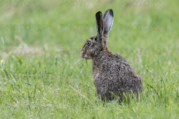 European hare (Lepus europaeus), Emsland, Lower Saxony, Germany, Europe