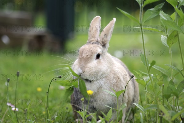 Rabbit (Oryctolagus cuniculus domestica), rabbit, leaves, eating, outdoors, portrait of cute rabbit eating fresh leaves in the garden